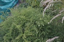 Aster ericoides 'Weisserzwerg' - La pépinière d'Agnens