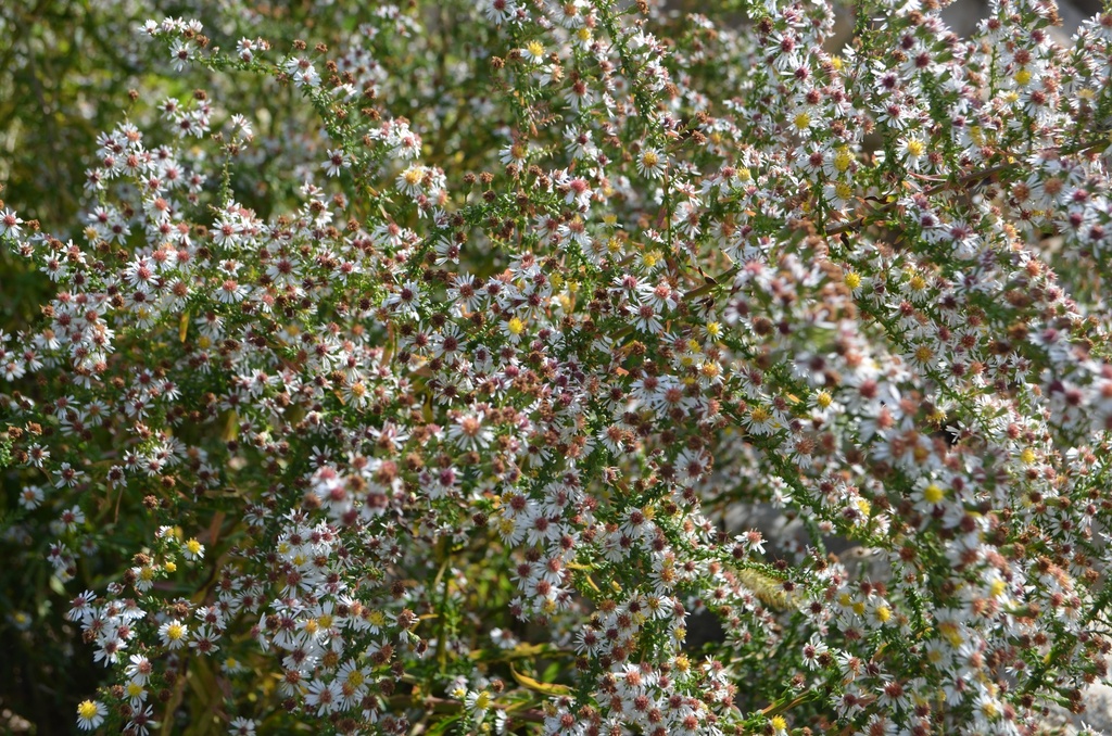 Aster ericoides 'Weisserzwerg' - La pépinière d'Agnens
