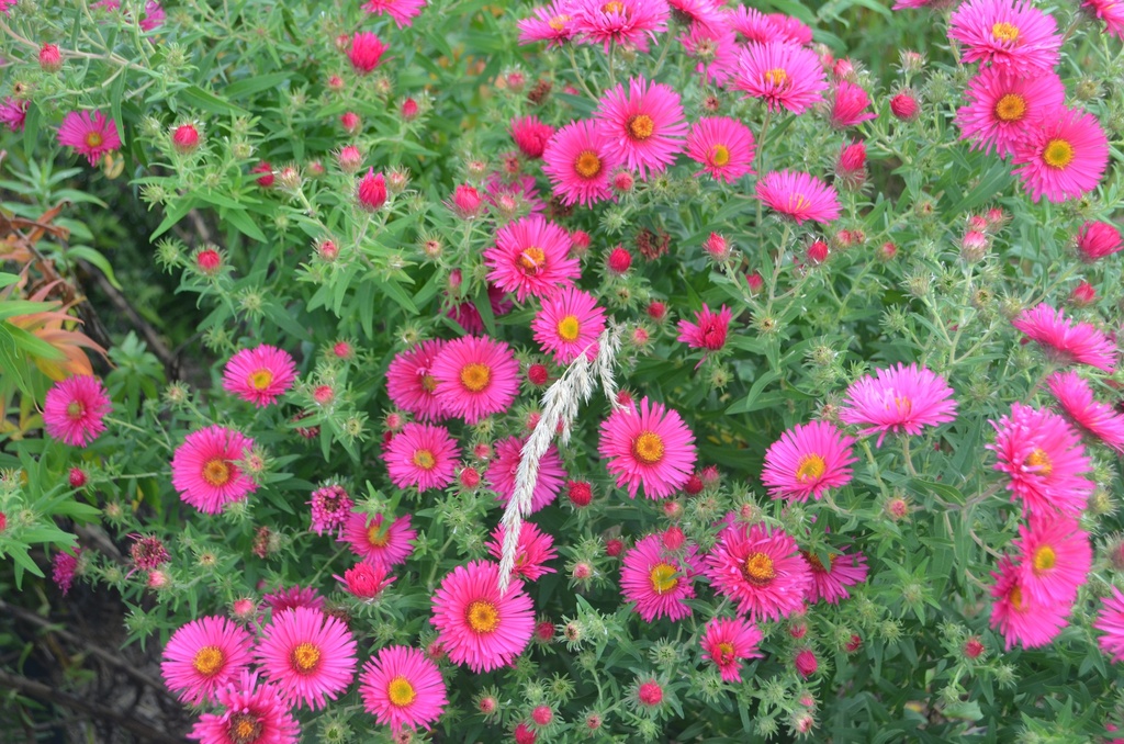 Aster novae-angliae 'Alma Pötschke' - La pépinière d'Agnens