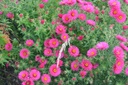 Aster novae-angliae 'Alma Pötschke' - La pépinière d'Agnens