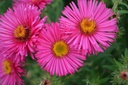 Aster novae-angliae 'Alma Pötschke' - La pépinière d'Agnens