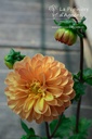 Dahlia pompon 'Souvenir D'été'- La pépinière d'Agnens