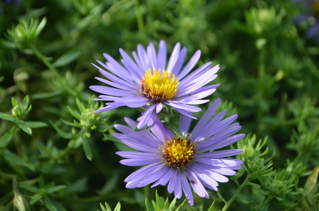 Aster oblongifolia 'October Skies' - La pépinière d'Agnens