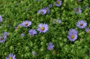 Aster oblongifolia 'October Skies' - La pépinière d'Agnens