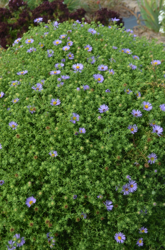 Aster oblongifolia 'October Skies' - La pépinière d'Agnens