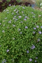 Aster oblongifolia 'October Skies' - La pépinière d'Agnens