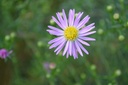 Aster pringlei 'Pink Star' - La pépinière d'Agnens