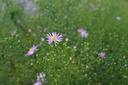 Aster pringlei 'Pink Star' - La pépinière d'Agnens