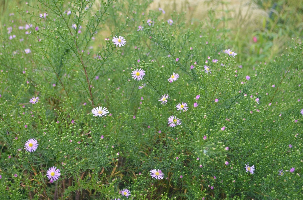 Aster pringlei 'Pink Star' - La pépinière d'Agnens