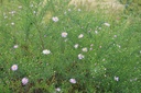 Aster pringlei 'Pink Star' - La pépinière d'Agnens