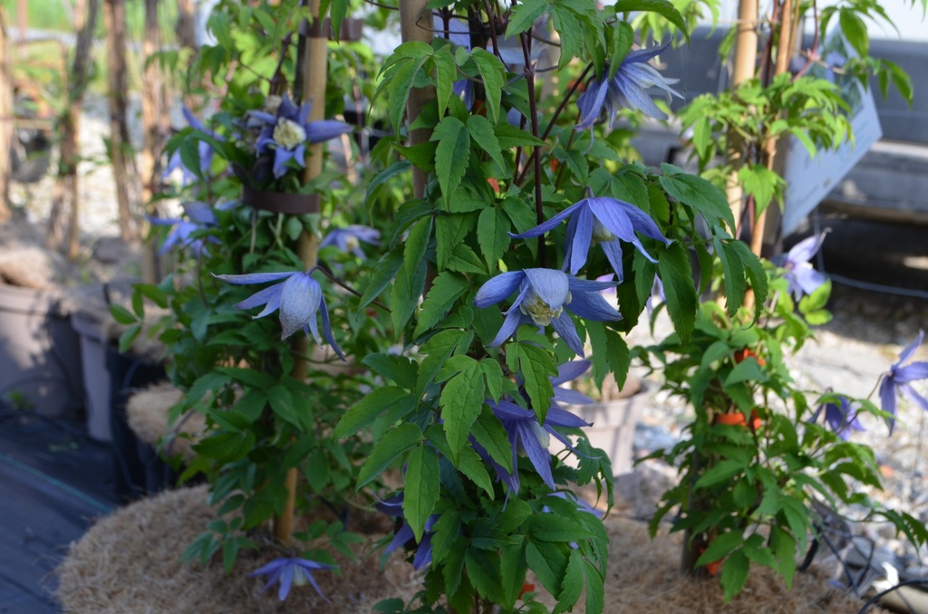 Clematis alpina - La pépinière d'Agnens