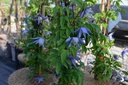 Clematis alpina - La pépinière d'Agnens