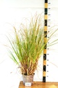 Cortaderia selloana 'Pumila' - La pépinière d'Agnens