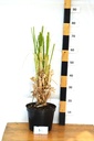 Cortaderia selloana - La Pépinière d'Agnens