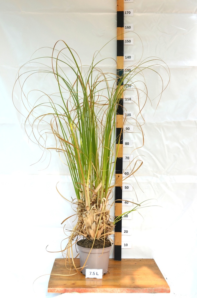Cortaderia selloana - La Pépinière d'Agnens