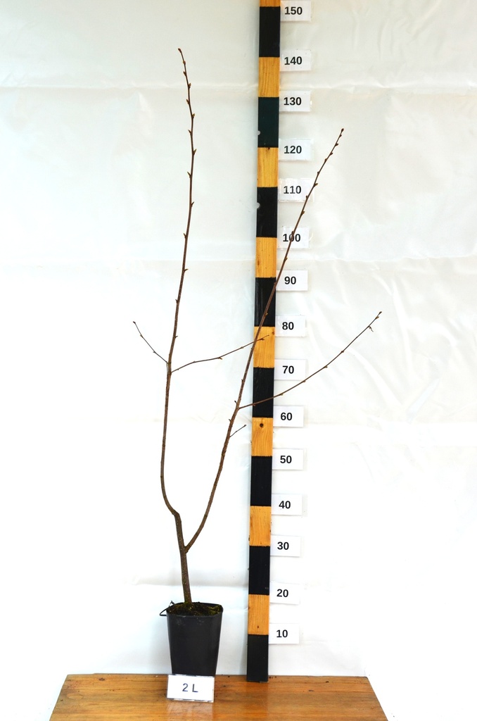 Corylus avellana 'Hallesche Riesennuss' - La Pépinière d'Agnens