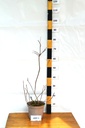 Cotinus coggygria 'Royal Purple' - La Pépinière d'Agnens