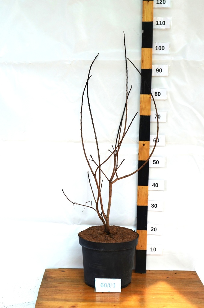 Cotinus coggygria 'Royal Purple' - La Pépinière d'Agnens