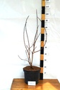 Cotinus coggygria 'Royal Purple' - La Pépinière d'Agnens