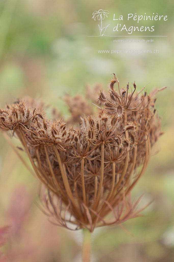 Daucus carota- La pépinière d'Agnens