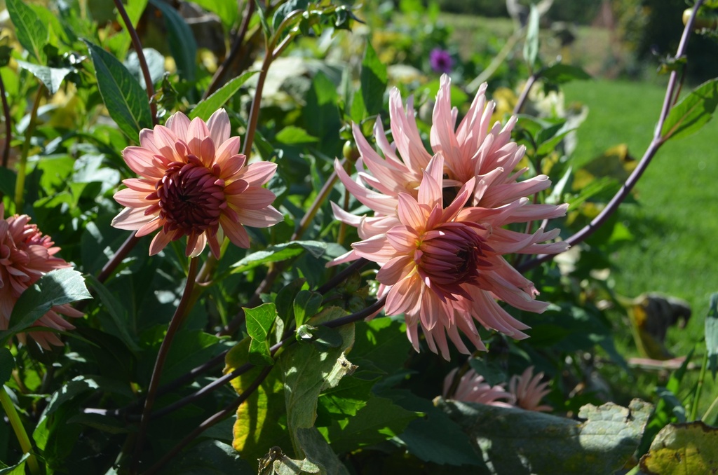 Dahlia cactus 'Préférence' - La Pépinière d'Agnens