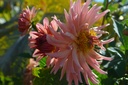 Dahlia cactus 'Préférence' - La Pépinière d'Agnens