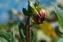 Dahlia cactus 'Préférence' - La Pépinière d'Agnens