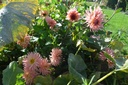 Dahlia cactus 'Préférence' - La Pépinière d'Agnens