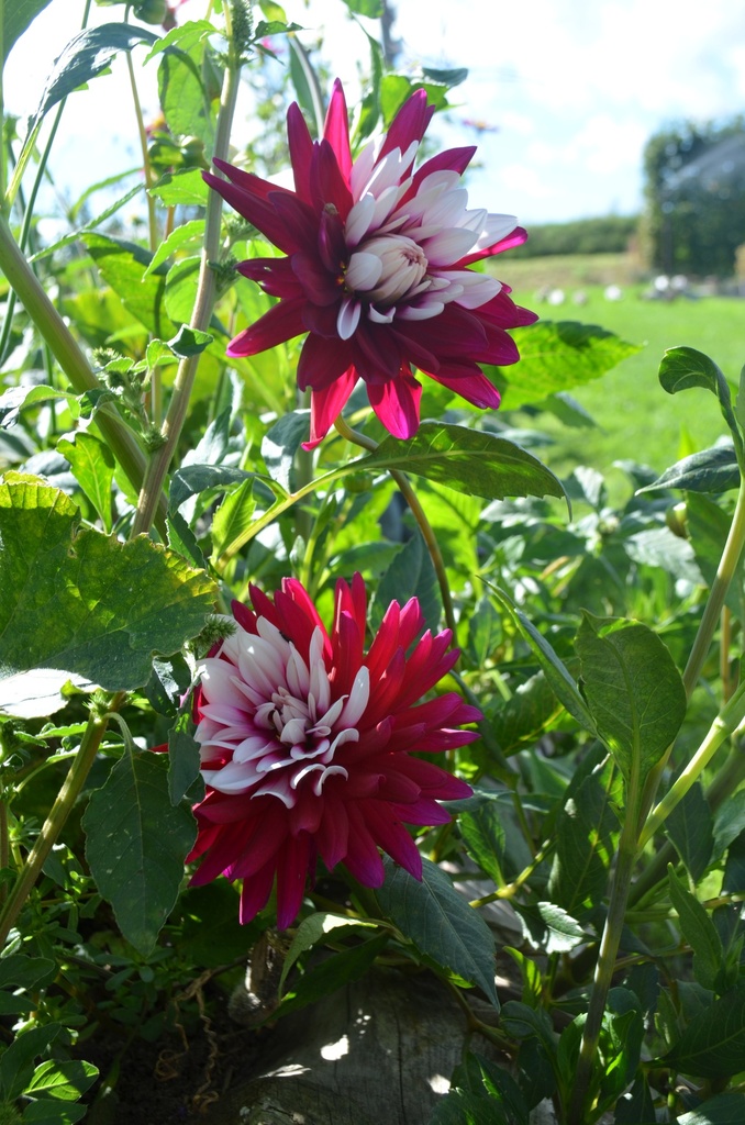 Dahlia cactus 'Rebecca's World' - La Pépinière d'Agnens