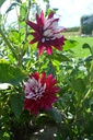 Dahlia cactus 'Rebecca's World' - La Pépinière d'Agnens