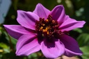 Dahlia fleur d'anémone 'Blue Bayou' - La Pépinière d'Agnens