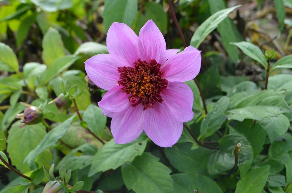 Dahlia fleur d'anémone 'Blue Bayou' - La Pépinière d'Agnens