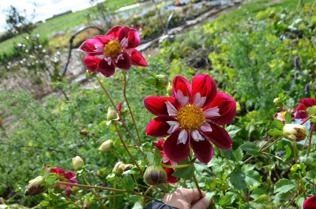Dahlia collerette 'Mary Eveline' - La Pépinière d'Agnens
