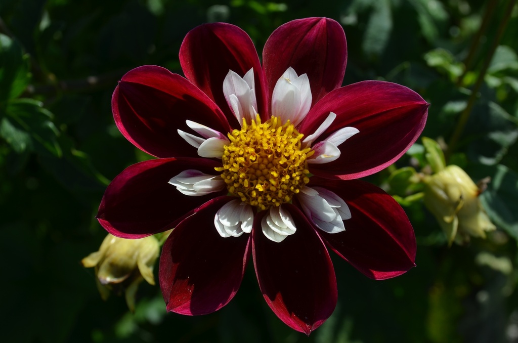 Dahlia collerette 'Mary Eveline' - La Pépinière d'Agnens