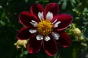 Dahlia collerette 'Mary Eveline' - La Pépinière d'Agnens