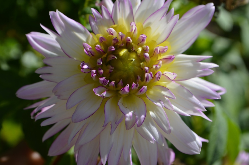 Dahlia décoratif 'Crazy Love' - La Pépinière d'Agnens