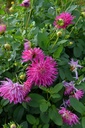Dahlia cactus 'Dutch Explosion' - La Pépinière d'Agnens