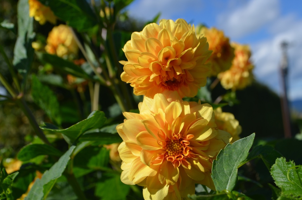 Dahlia décoratif 'Golden Sceptre' - La Pépinière d'Agnens
