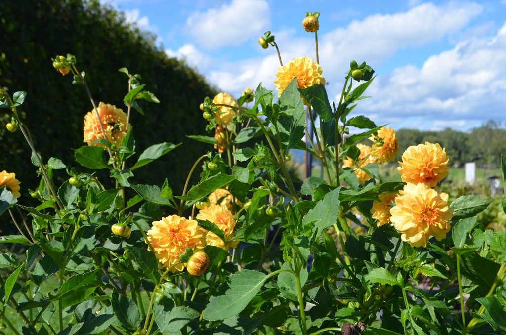 Dahlia décoratif 'Golden Sceptre' - La Pépinière d'Agnens