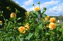 Dahlia décoratif 'Golden Sceptre' - La Pépinière d'Agnens
