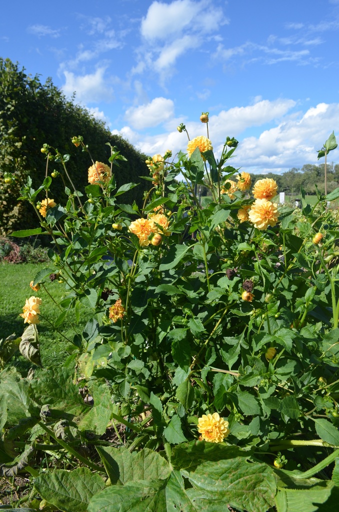Dahlia décoratif 'Golden Sceptre' - La Pépinière d'Agnens