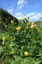 Dahlia décoratif 'Golden Sceptre' - La Pépinière d'Agnens
