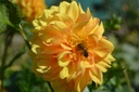 Dahlia décoratif 'Golden Sceptre' - La Pépinière d'Agnens