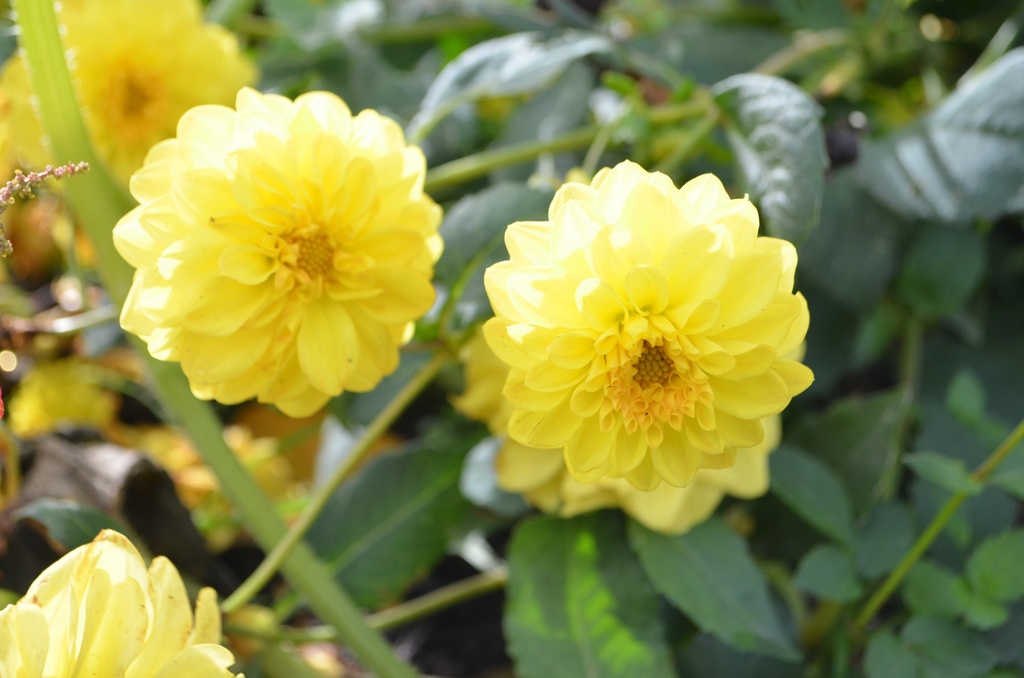 Dahlia décoratif 'Météorite' - La Pépinière d'Agnens