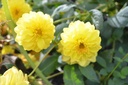 Dahlia décoratif 'Météorite' - La Pépinière d'Agnens