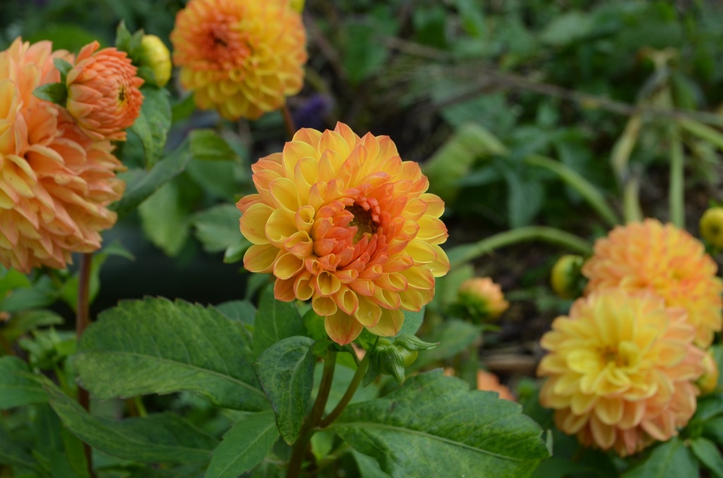 Dahlia pompon 'Souvenir D'été' - La Pépinière d'Agnens