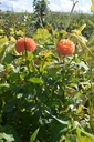Dahlia pompon 'Souvenir D'été' - La Pépinière d'Agnens