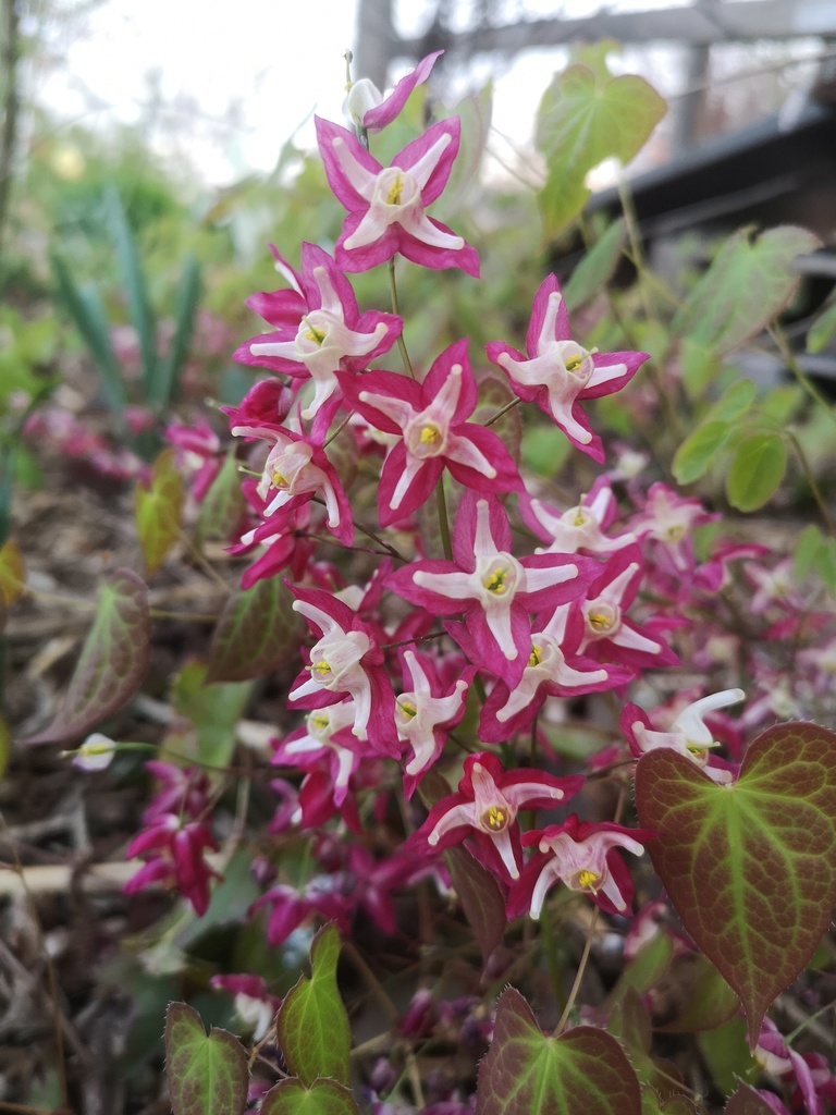 Epimedium rubrum (x) - La Pépinière d'Agnens