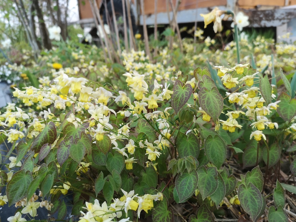 Epimedium versicolor (x) 'Sulphureum' - La Pépinière d'Agnens