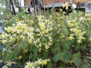 Epimedium versicolor (x) 'Sulphureum' - La Pépinière d'Agnens